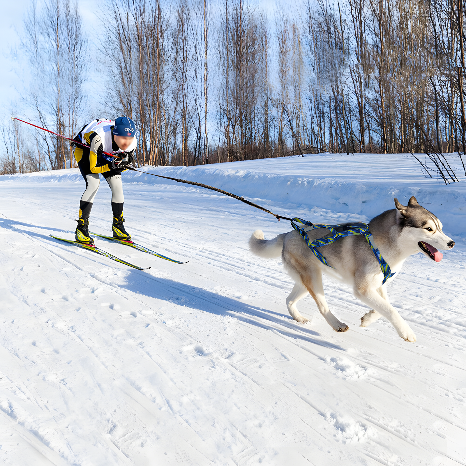 Reflective Dog Sled Harness No-Pull Adjustable M to XXL