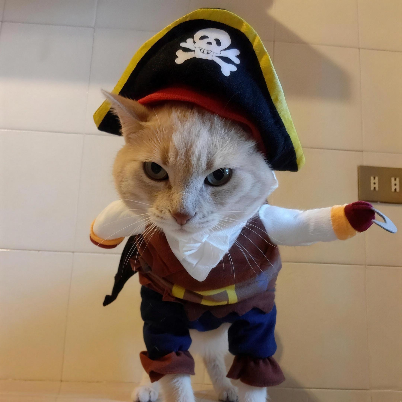 Pirate Pet Costume for Dogs & Cats S-XL Halloween